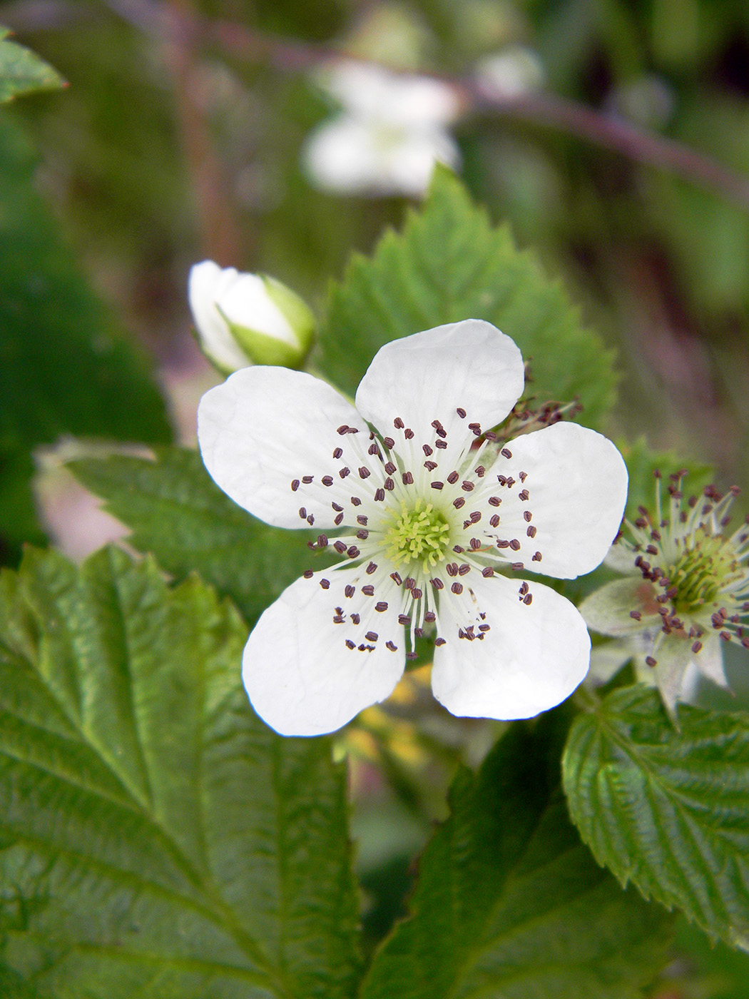 Изображение особи род Rubus.