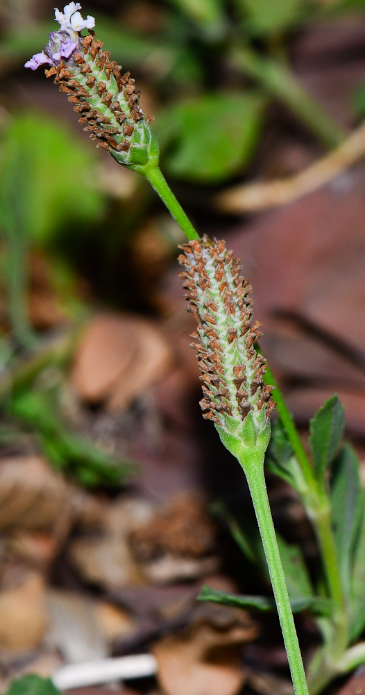 Image of Lippia nodiflora specimen.