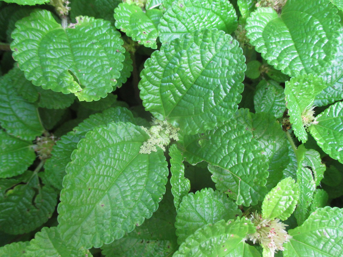 Image of Pilea nummulariifolia specimen.