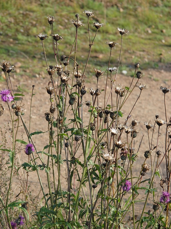 Image of Centaurea scabiosa specimen.