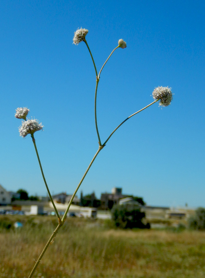 Изображение особи Gypsophila pallasii.