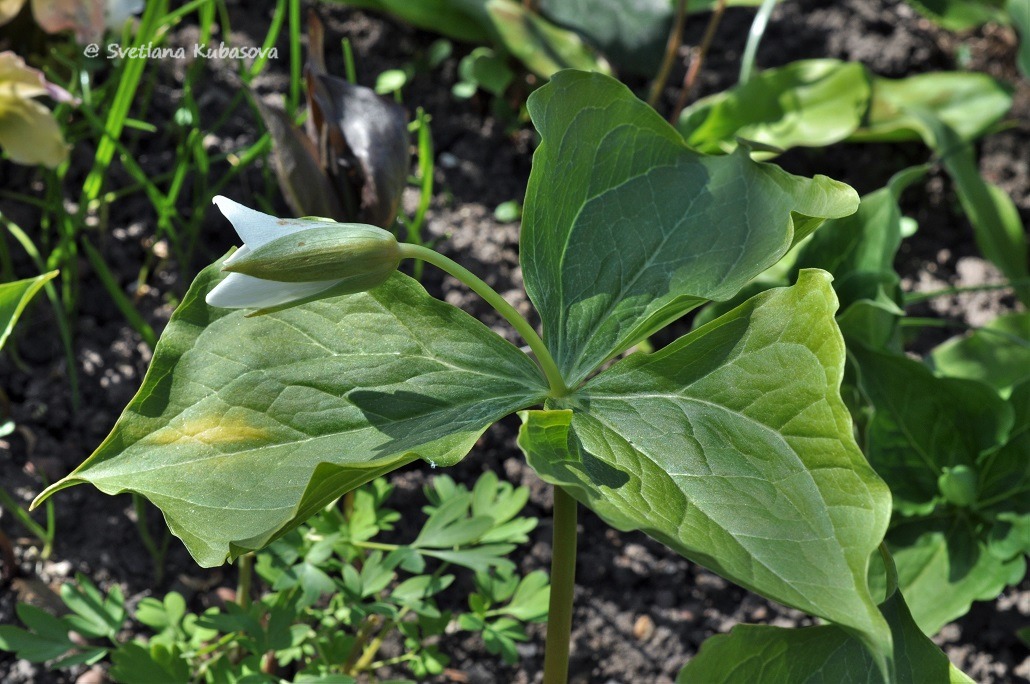 Image of Trillium flexipes specimen.