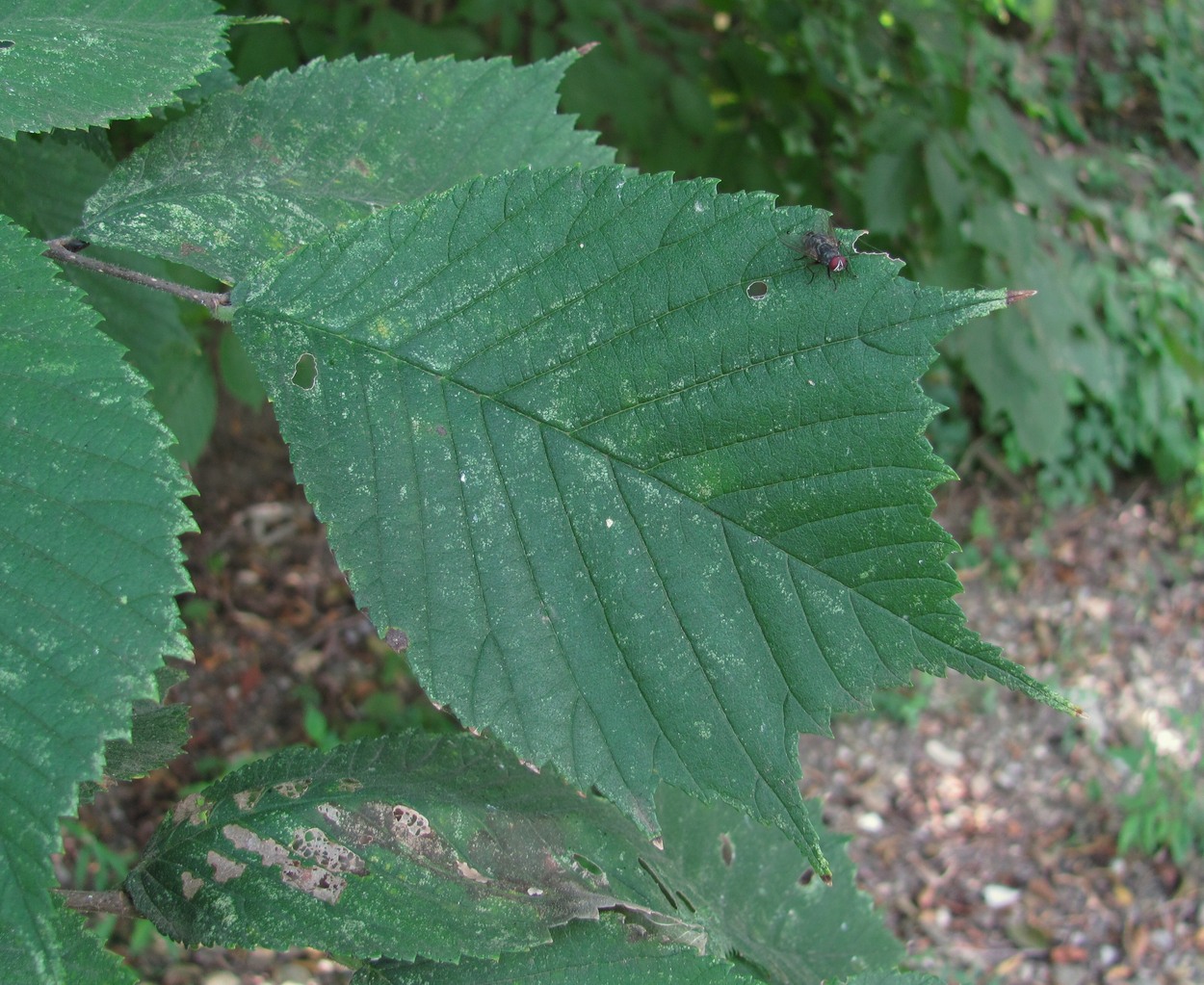 Image of Ulmus glabra specimen.