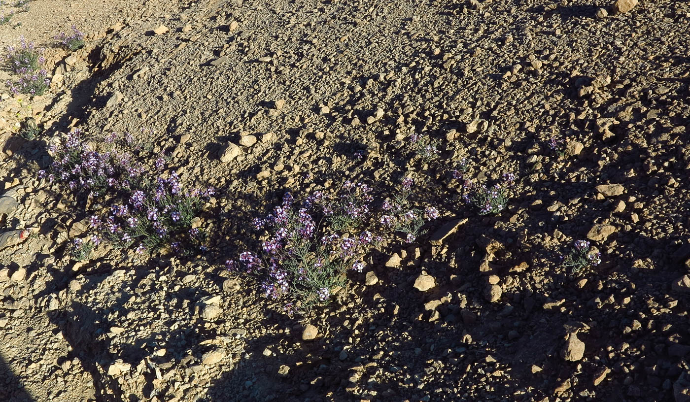 Изображение особи Pseuderucaria clavata.