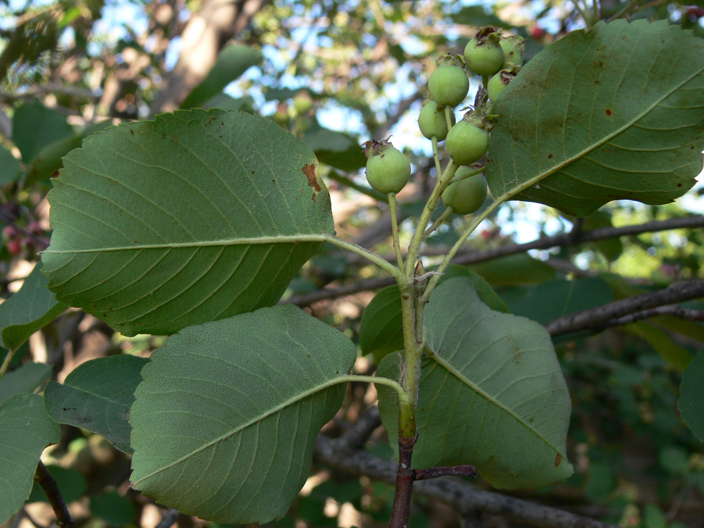 Image of Amelanchier alnifolia specimen.