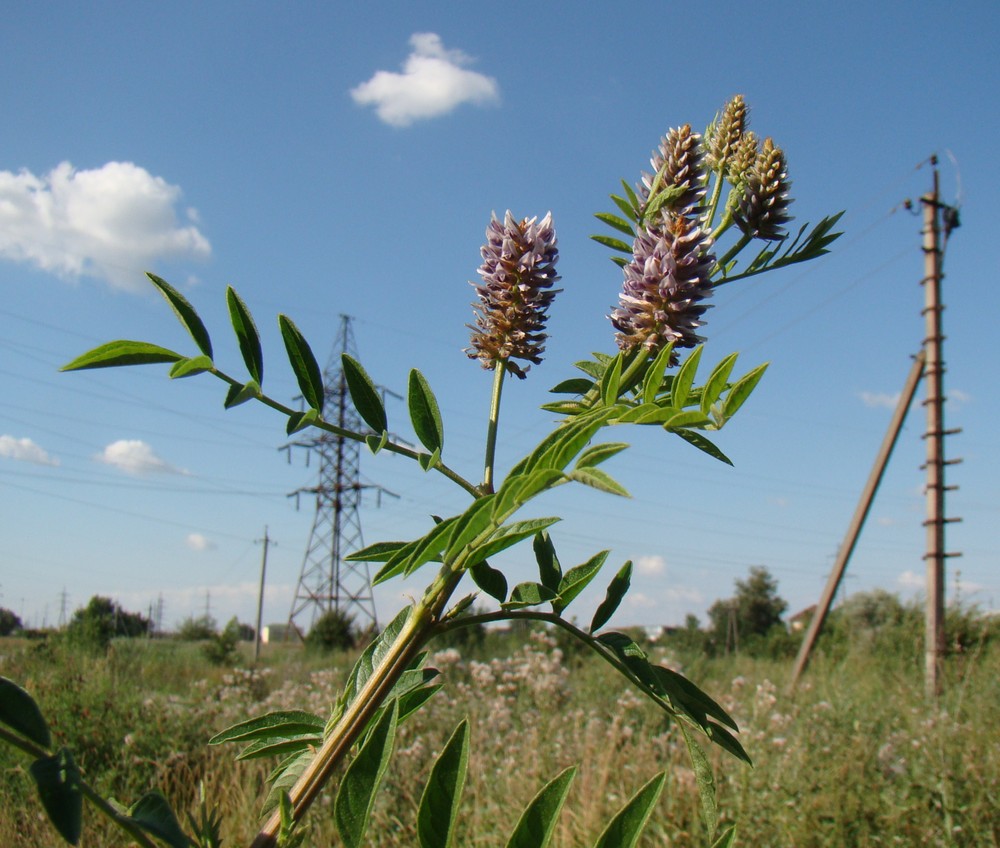 Изображение особи Glycyrrhiza foetidissima.