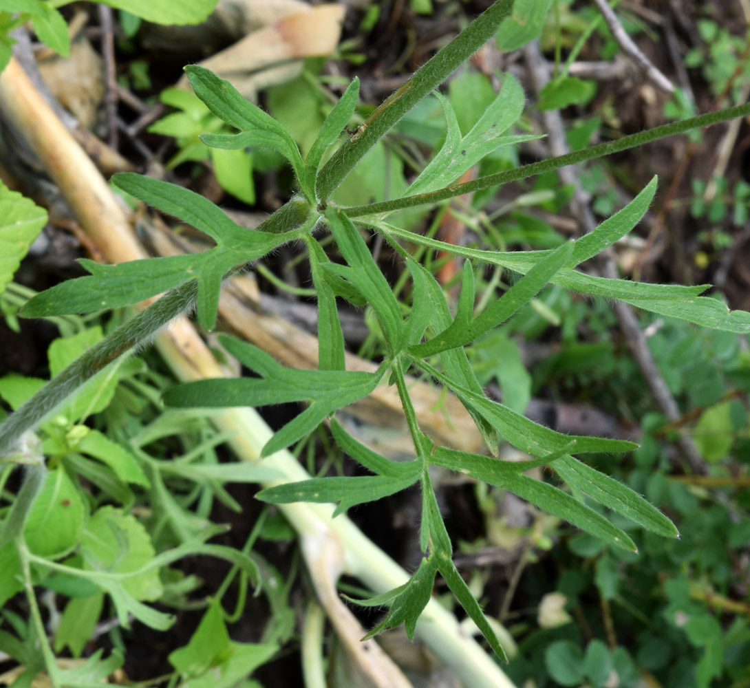 Image of Ranunculus komarovii specimen.