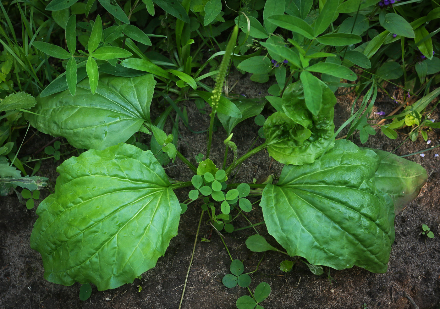 Image of Plantago major specimen.