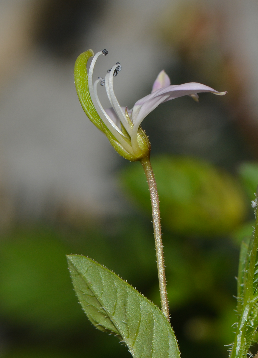 Image of Cleome rutidosperma specimen.