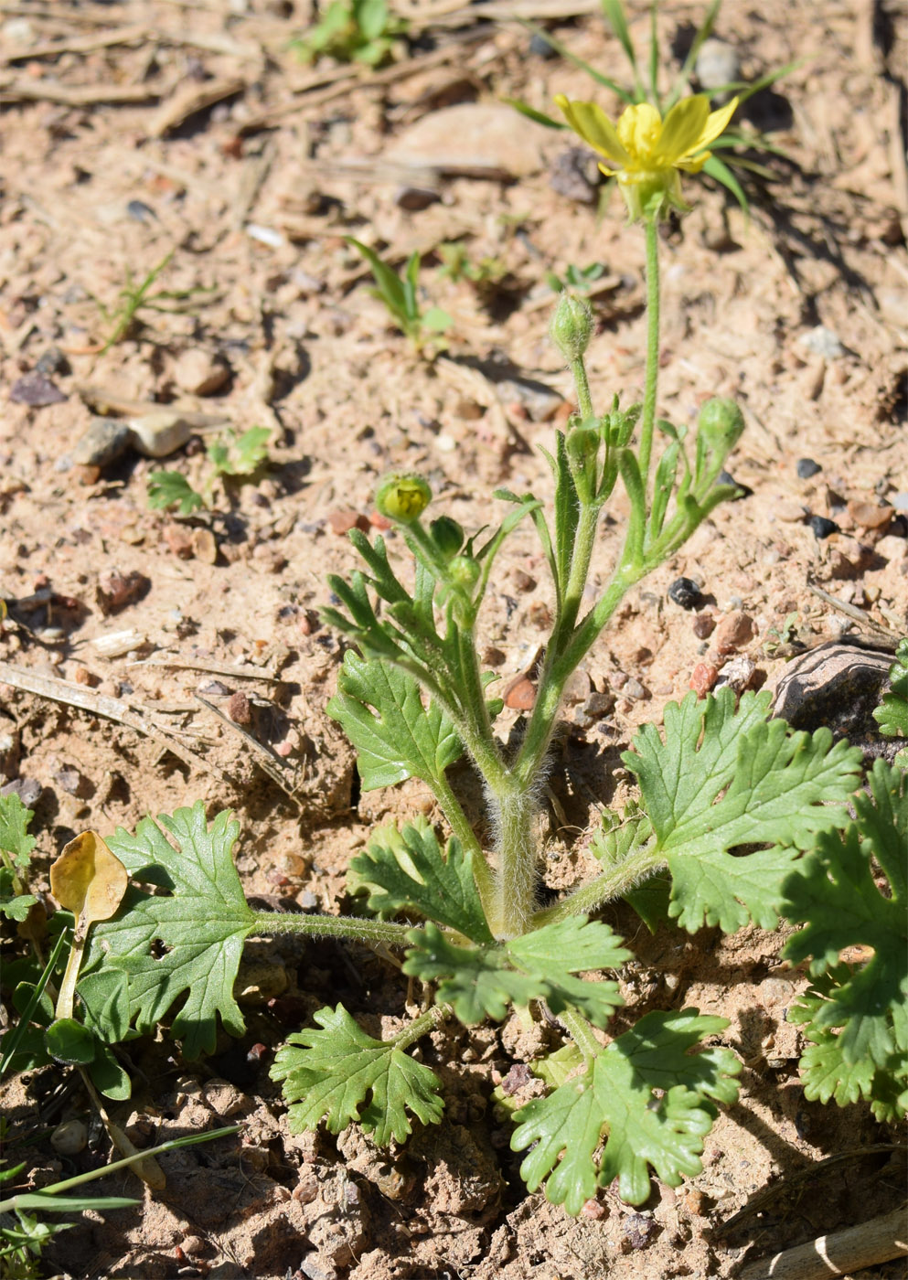 Image of Ranunculus oxyspermus specimen.