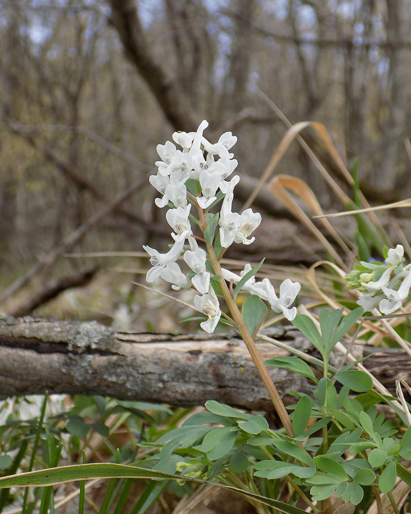 Изображение особи Corydalis teberdensis.