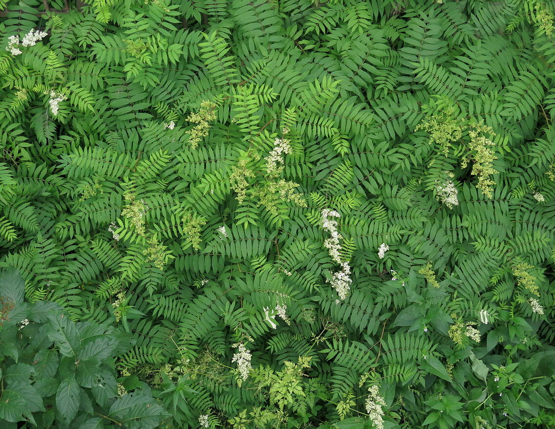 Image of Sorbaria sorbifolia specimen.