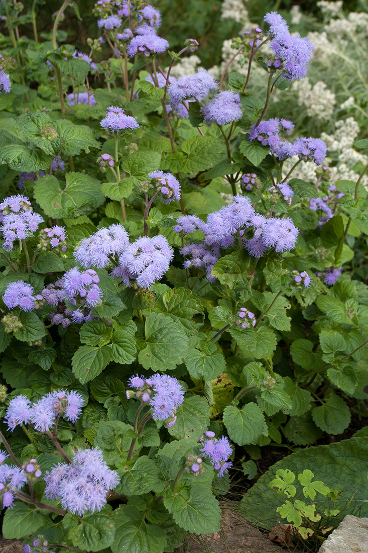 Изображение особи Ageratum houstonianum.