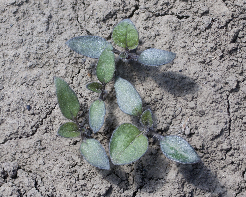 Изображение особи Solanum nigrum.