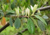 Смотреть изображение Cotoneaster salicifolius разновидность henryanus