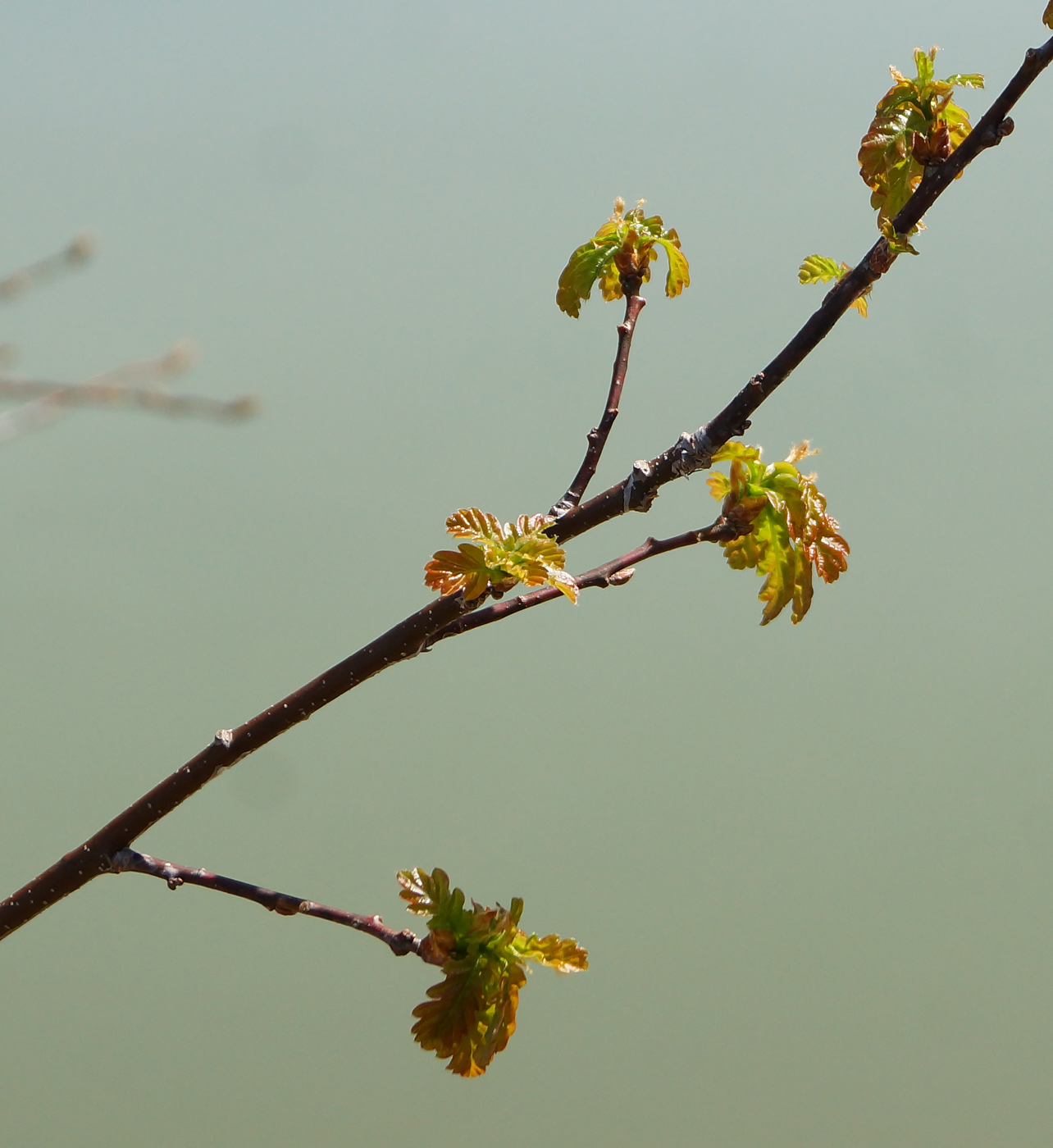 Изображение особи Quercus robur.