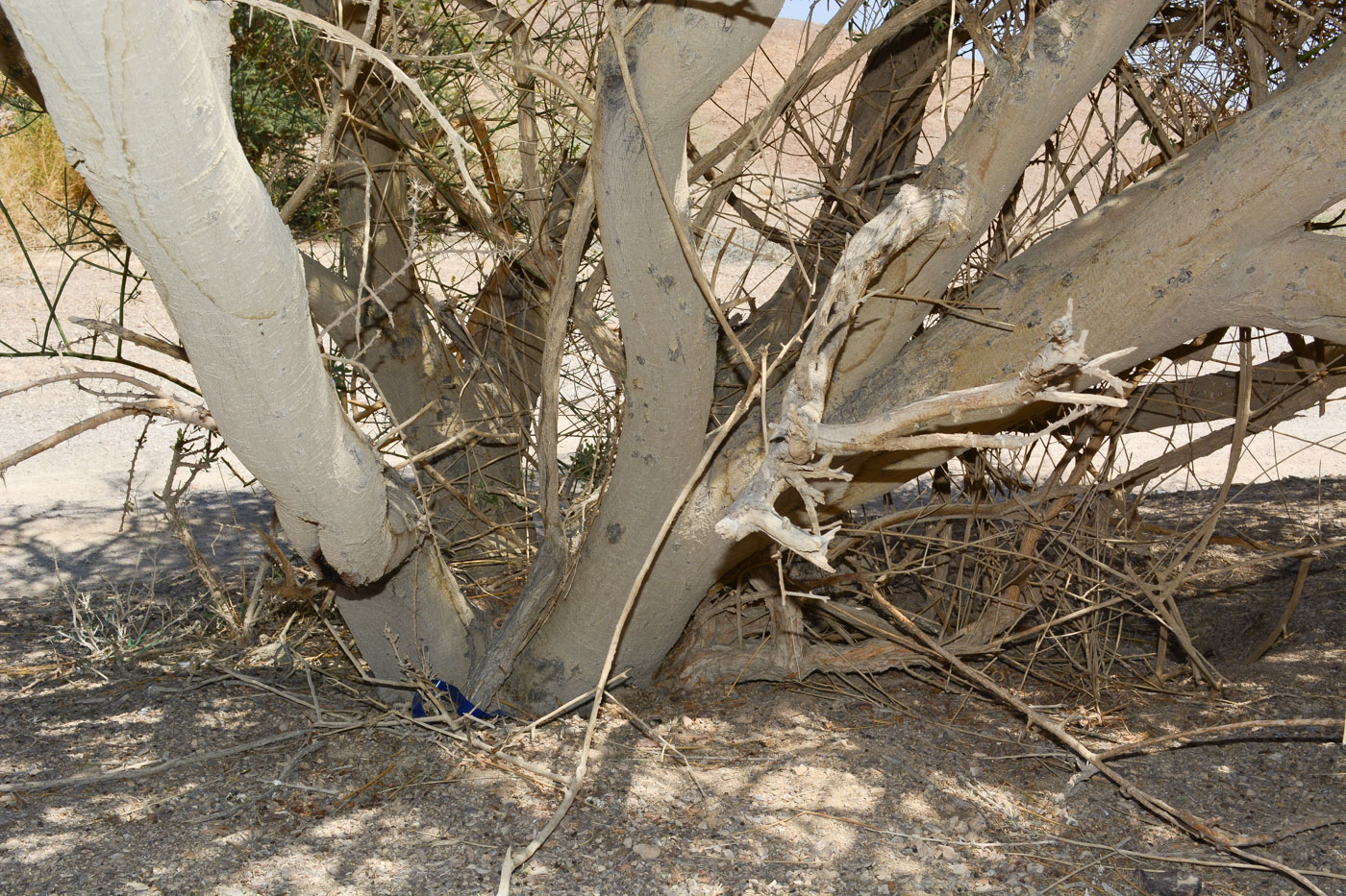 Image of Vachellia tortilis specimen.