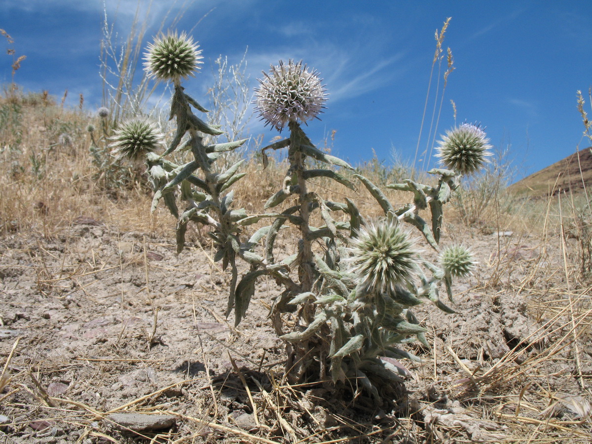 Image of Echinops nanus specimen.