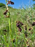 Ophrys mammosa. Верхушки цветущих растений. Крым, окр. Судака, долина р. Ворон, гора Плакья, остепнённая терраса. 18 мая 2017 г.