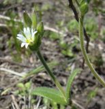 Cerastium glutinosum. Верхушка цветущего растения. Краснодарский край, пойма р. Ея между станицами Шкуринская и Канеловская, обочина дороги. 28.04.2010.