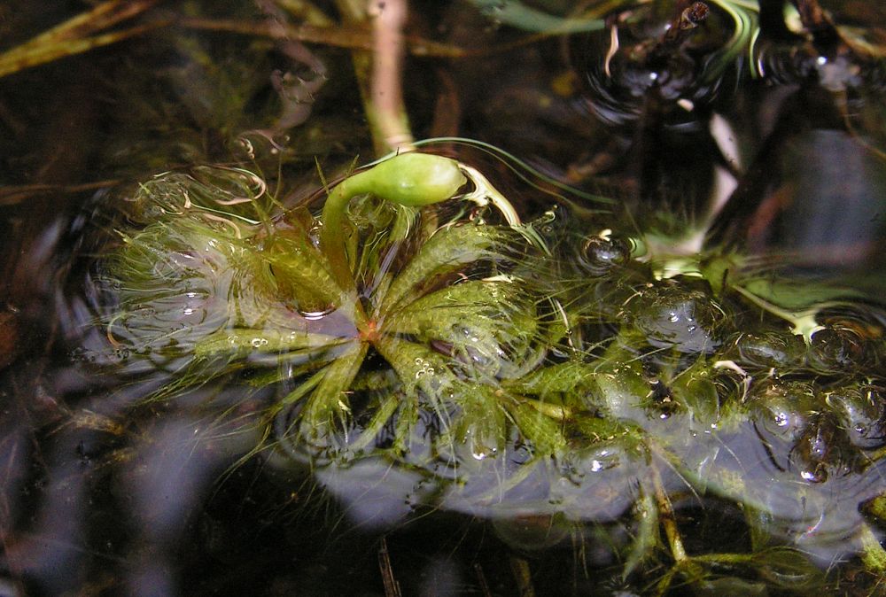 Изображение особи Aldrovanda vesiculosa.