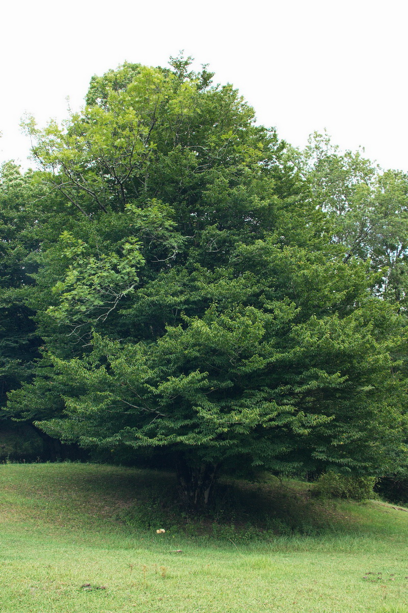 Image of Carpinus betulus specimen.