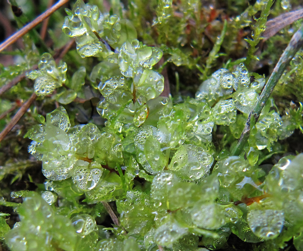 Image of genus Rhizomnium specimen.