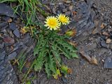 genus Taraxacum