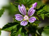 Malva multiflora. Цветок и лист. Израиль, г. Бат-Ям. 20.02.2018.