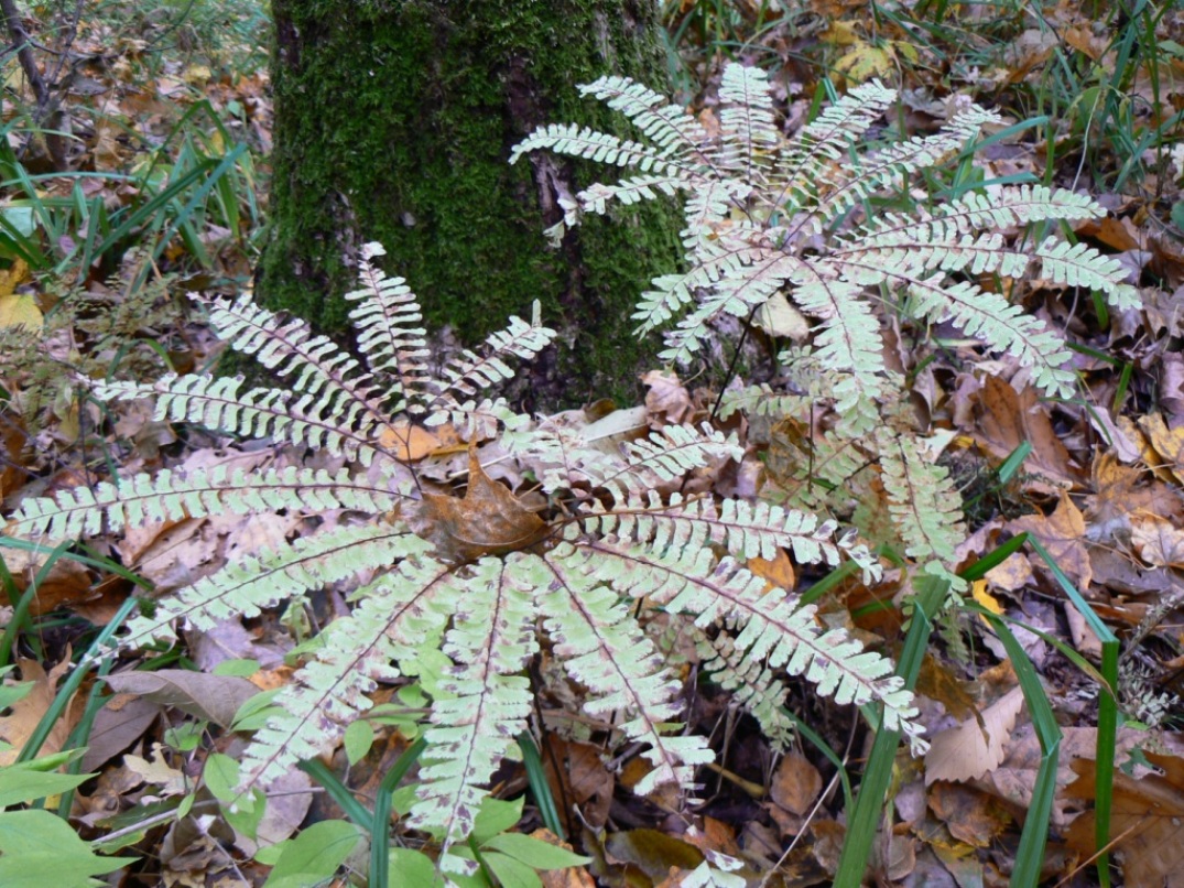 Изображение особи Adiantum pedatum.