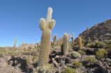 Trichocereus atacamensis. Взрослые растения на горном склоне. Боливия, солар Уюни, остров Пескадо, вулканический грунт. 17 марта 2014 г.