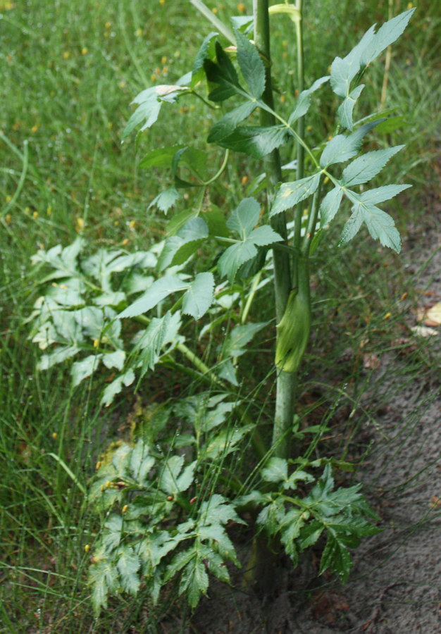 Image of Archangelica decurrens specimen.