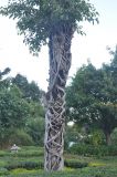 genus Ficus. Нижняя часть растения на стволе дерева. Китай, провинция Юньнань, г. Дали, монастырь Чуншэн. 23.10.2016.