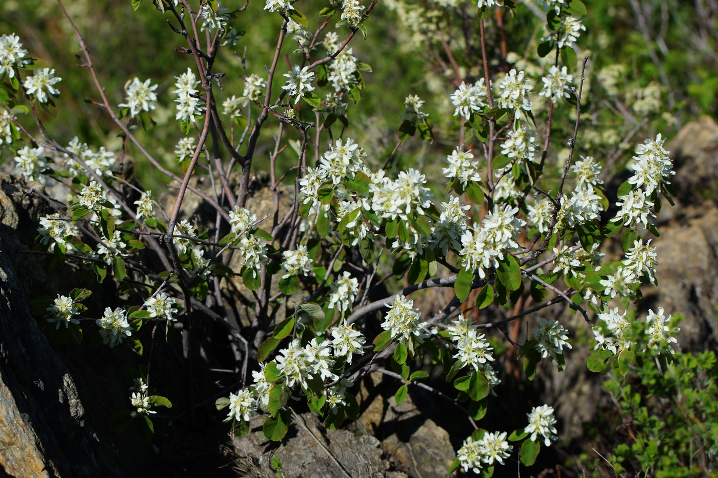 Изображение особи Amelanchier ovalis.