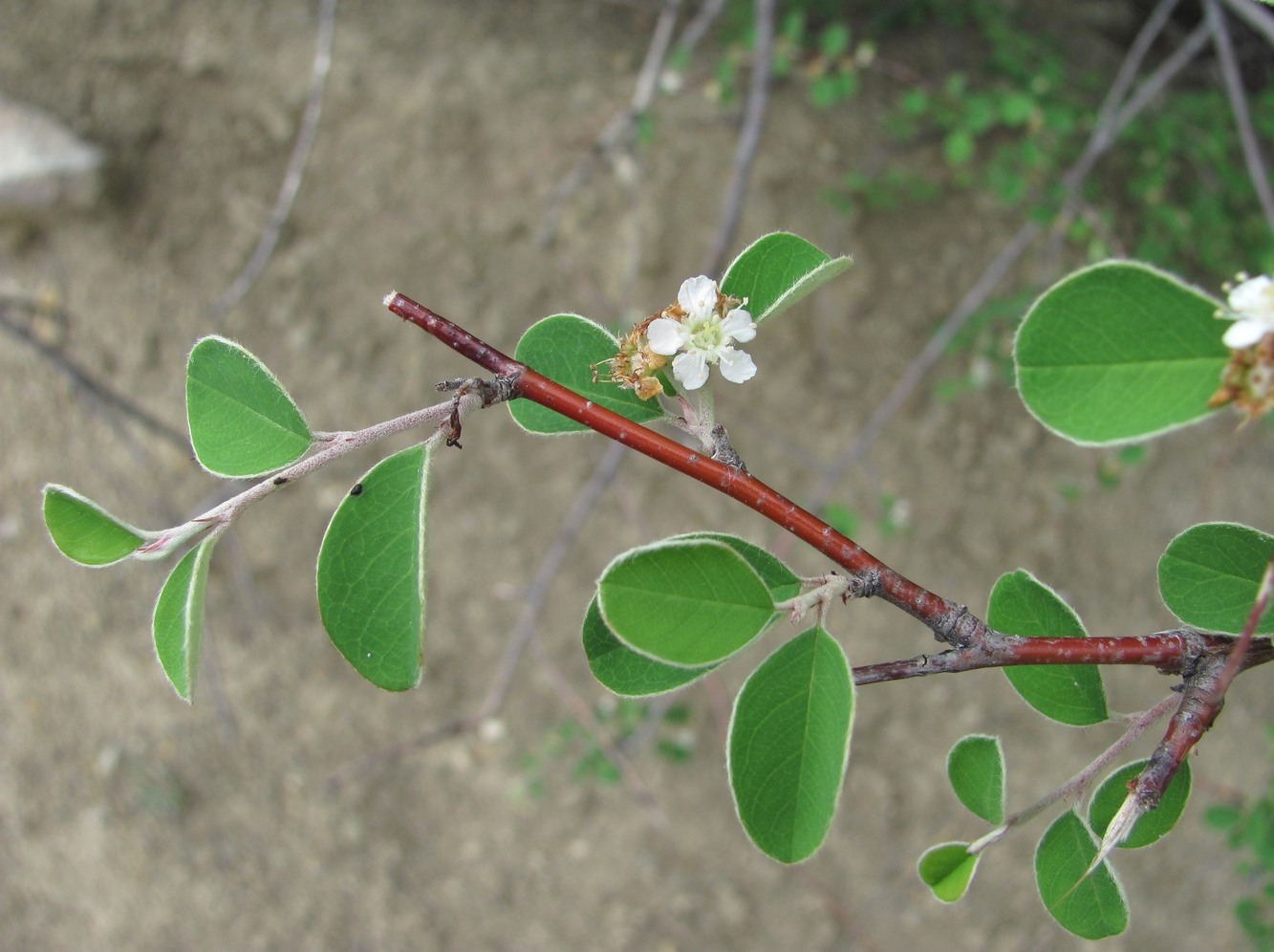 Image of Cotoneaster suavis specimen.