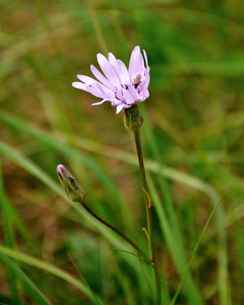 Image of Scorzonera purpurea specimen.