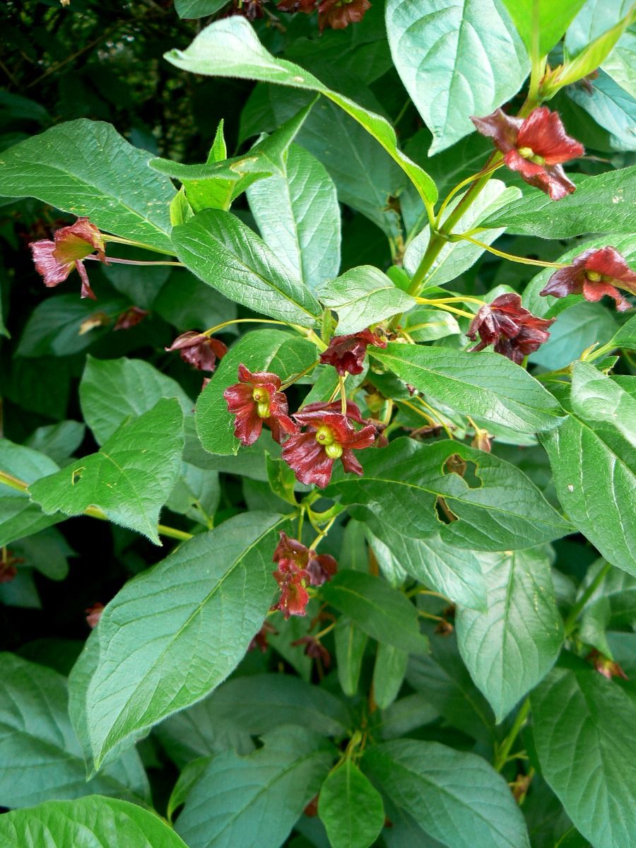 Image of Lonicera involucrata specimen.