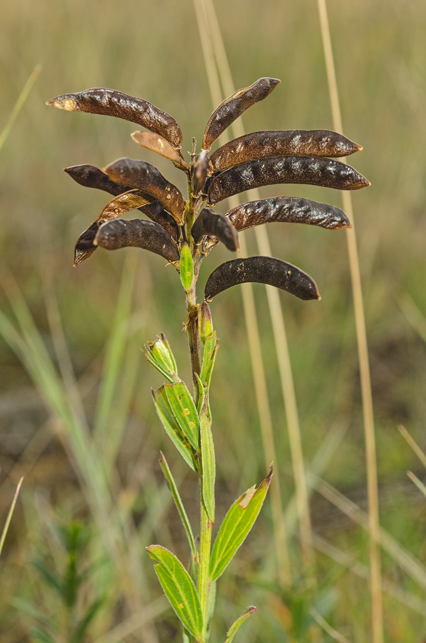 Image of Genista tinctoria specimen.