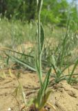 Camelina rumelica