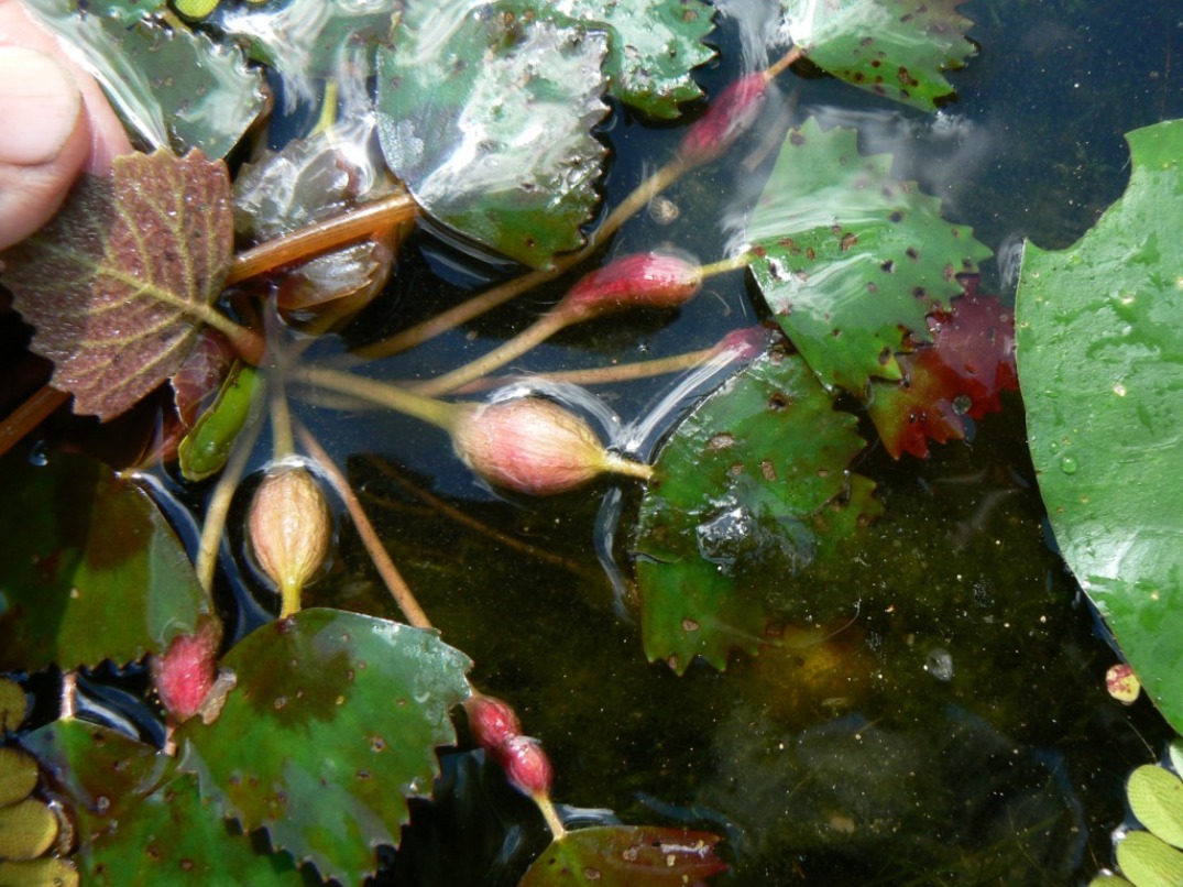 Image of Trapa pseudincisa specimen.