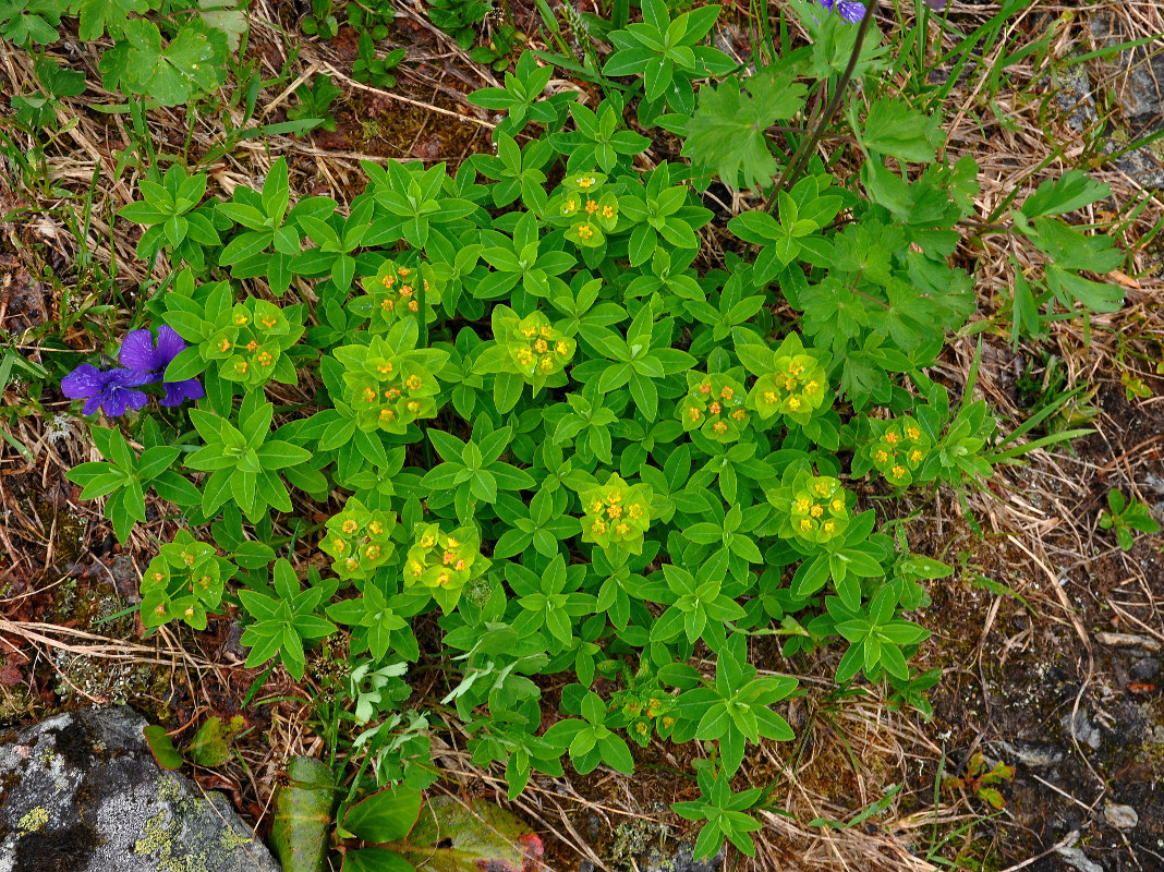 Image of Euphorbia altaica specimen.