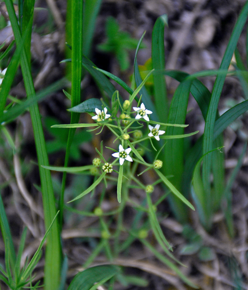 Image of genus Thesium specimen.