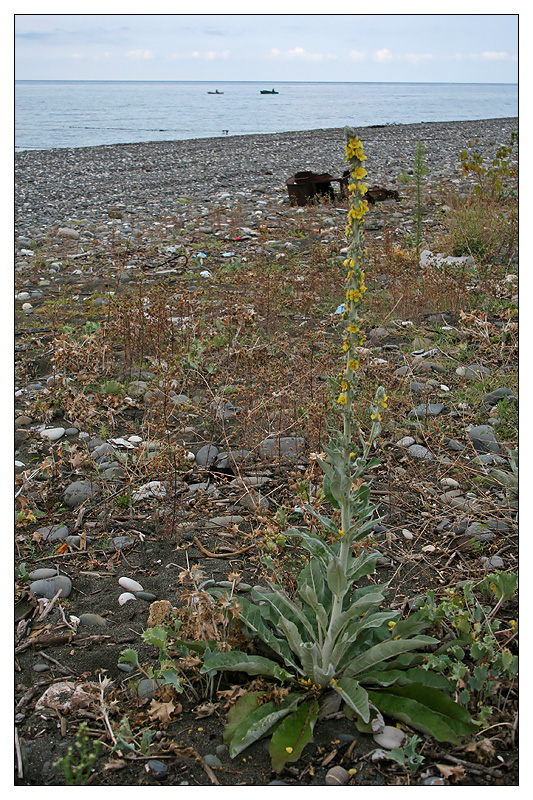 Изображение особи Verbascum gnaphalodes.