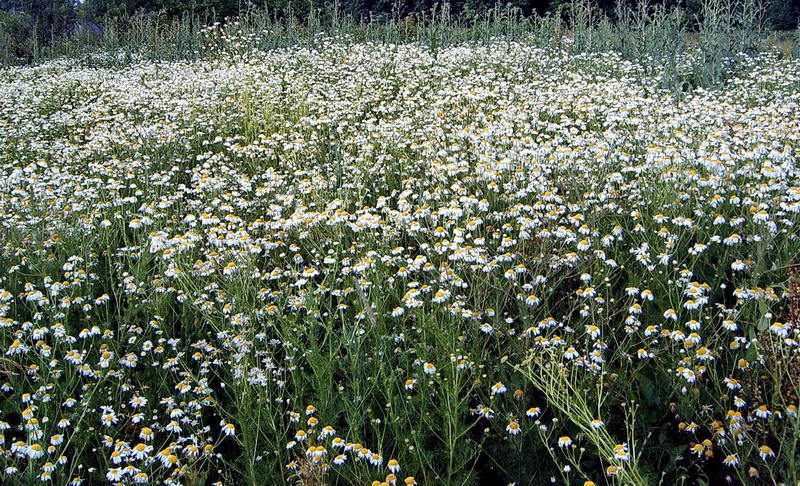 Изображение особи Tripleurospermum inodorum.