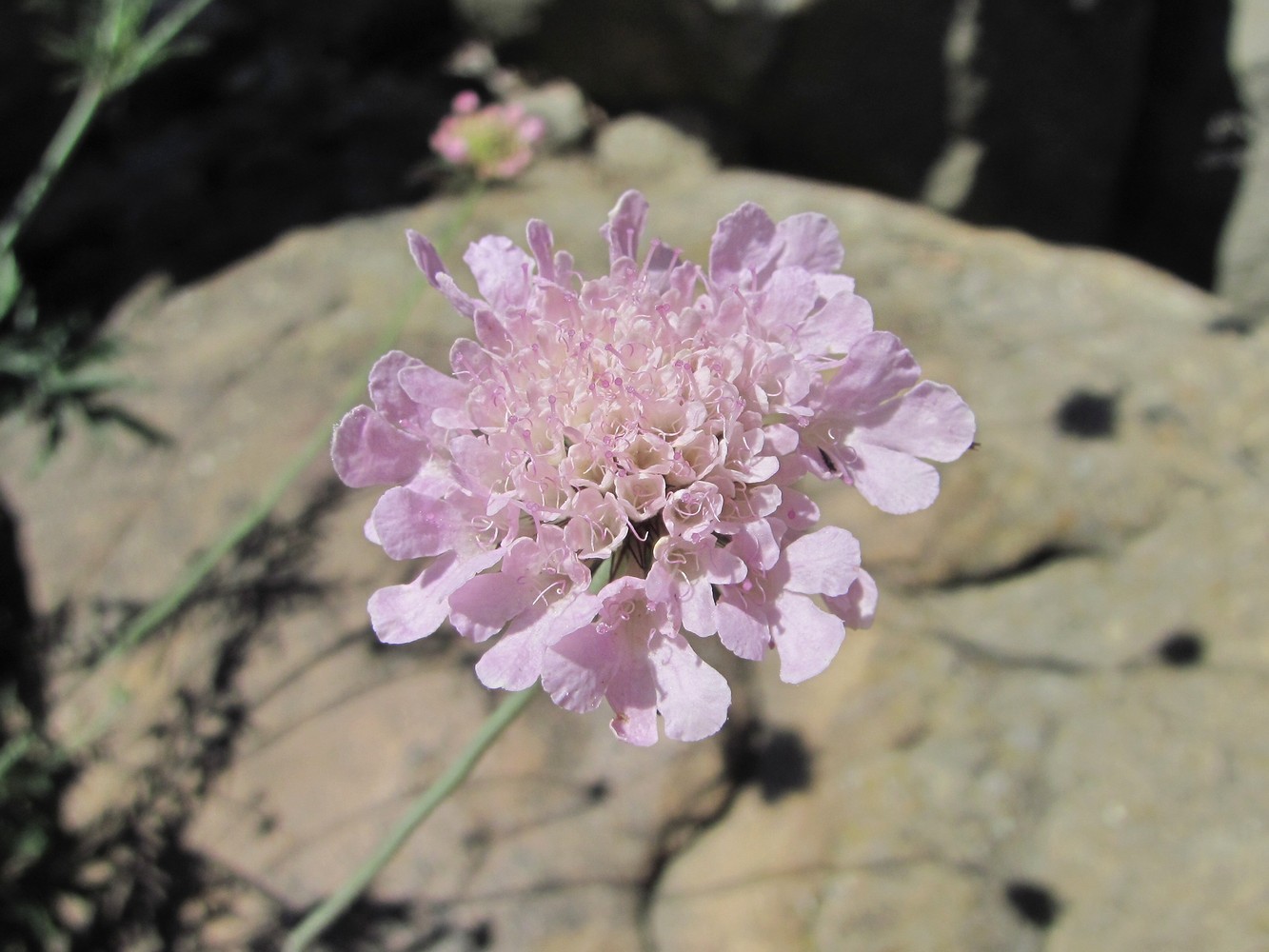 Изображение особи род Scabiosa.