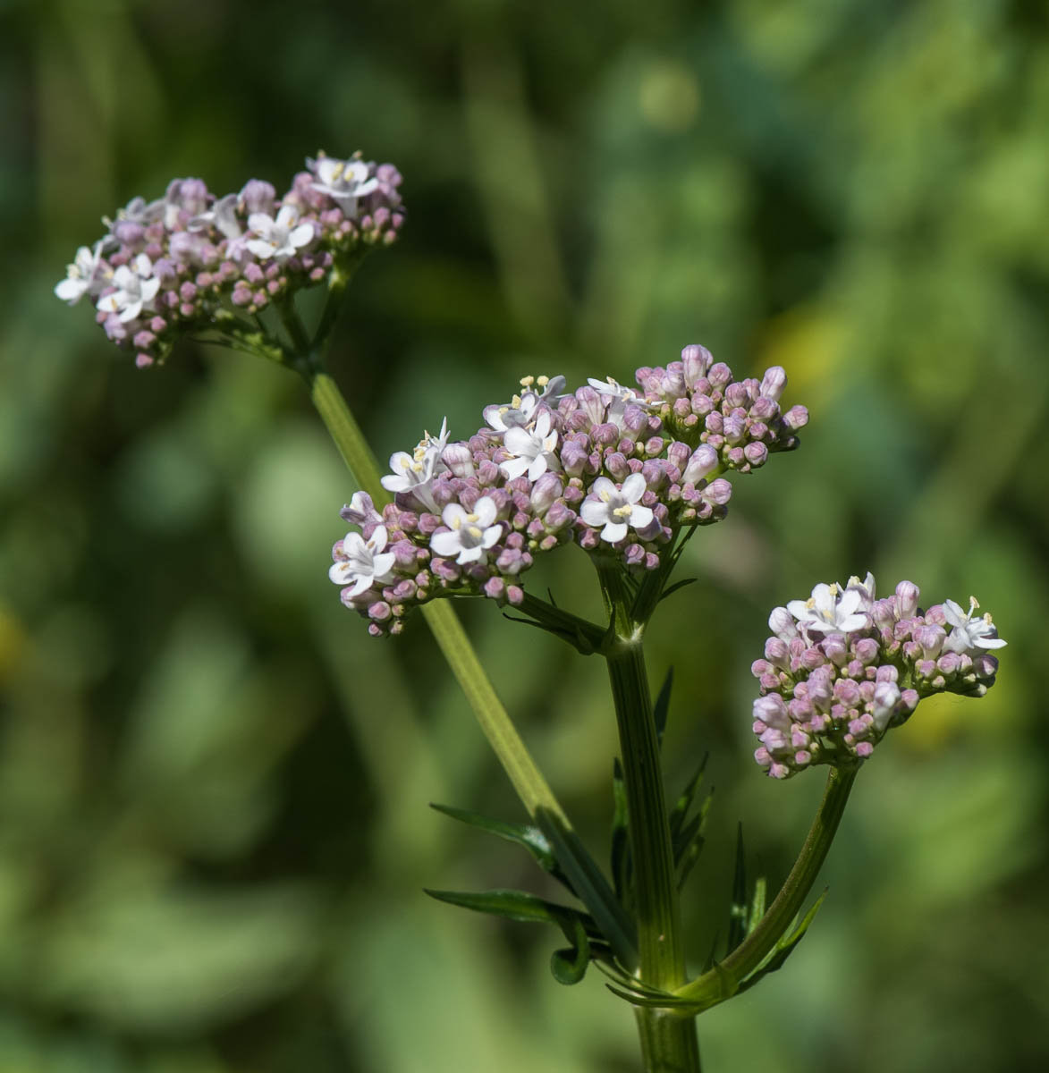 Изображение особи Valeriana dubia.