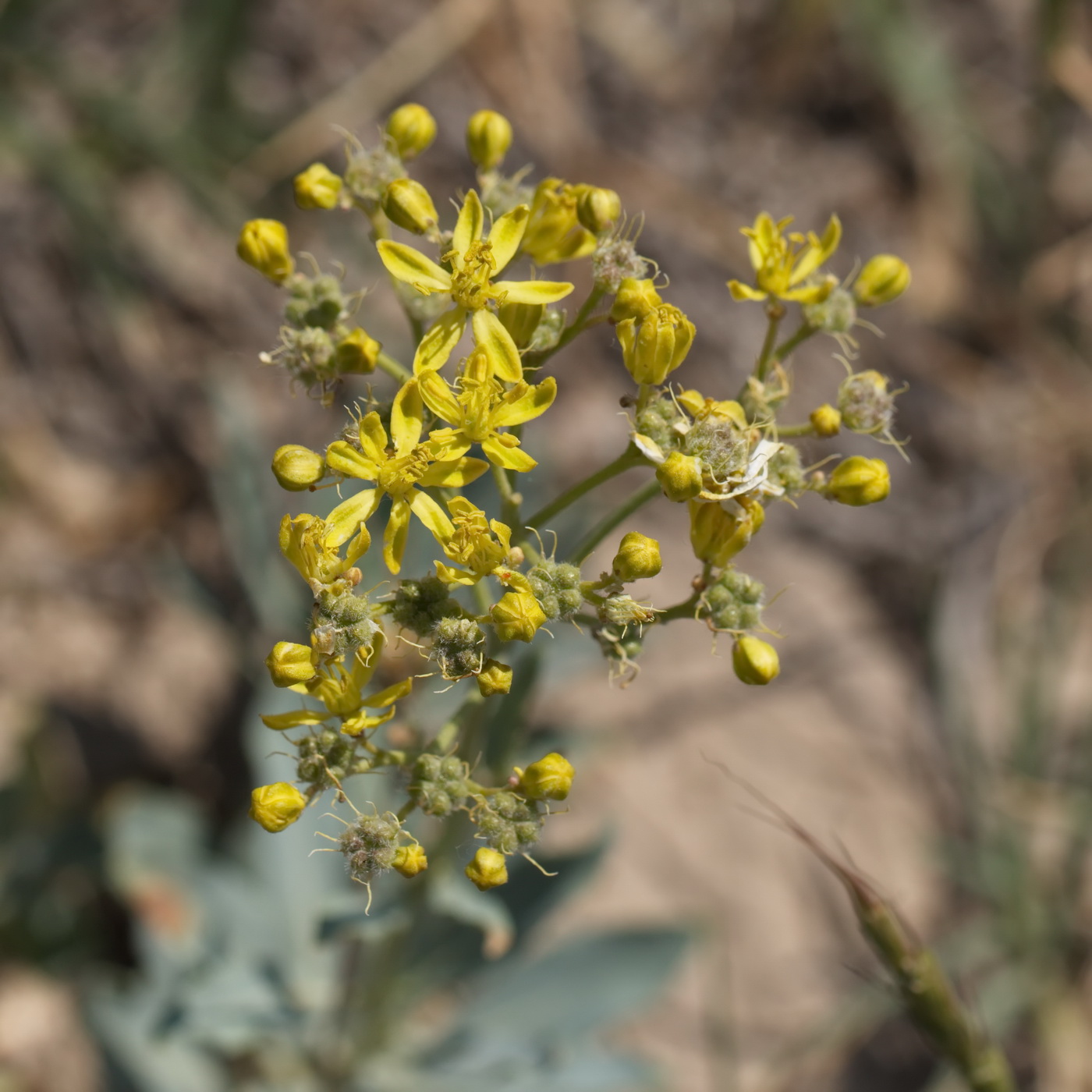 Image of Haplophyllum ferganicum specimen.