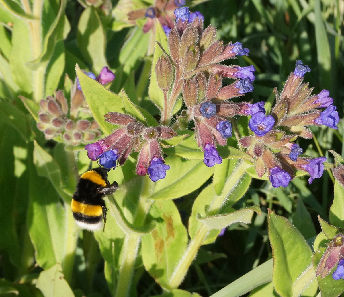 Image of Pulmonaria mollis specimen.