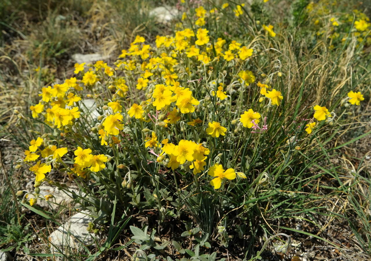 Изображение особи Helianthemum orientale.