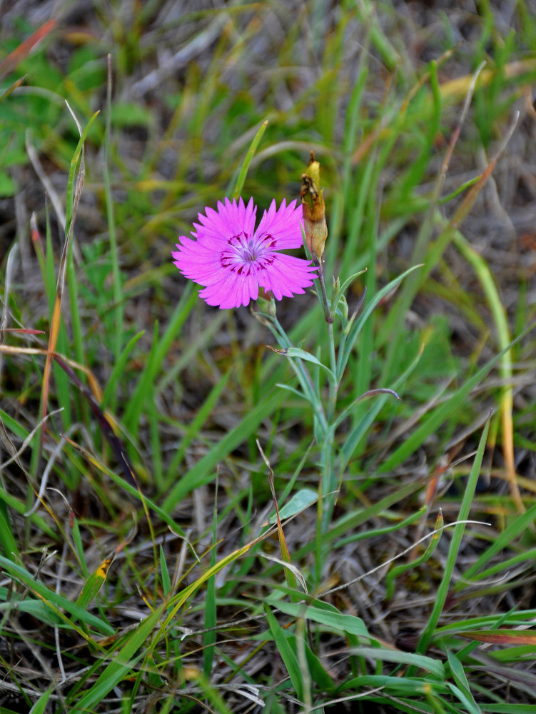 Image of Dianthus versicolor specimen.